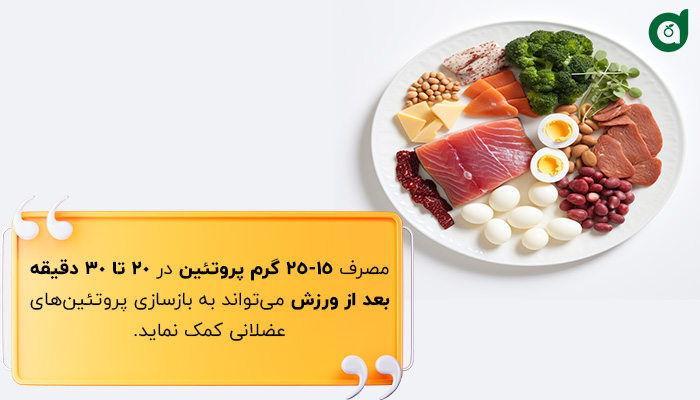 مصرف پروتئین کافی در بازسازی عضله مهم است.